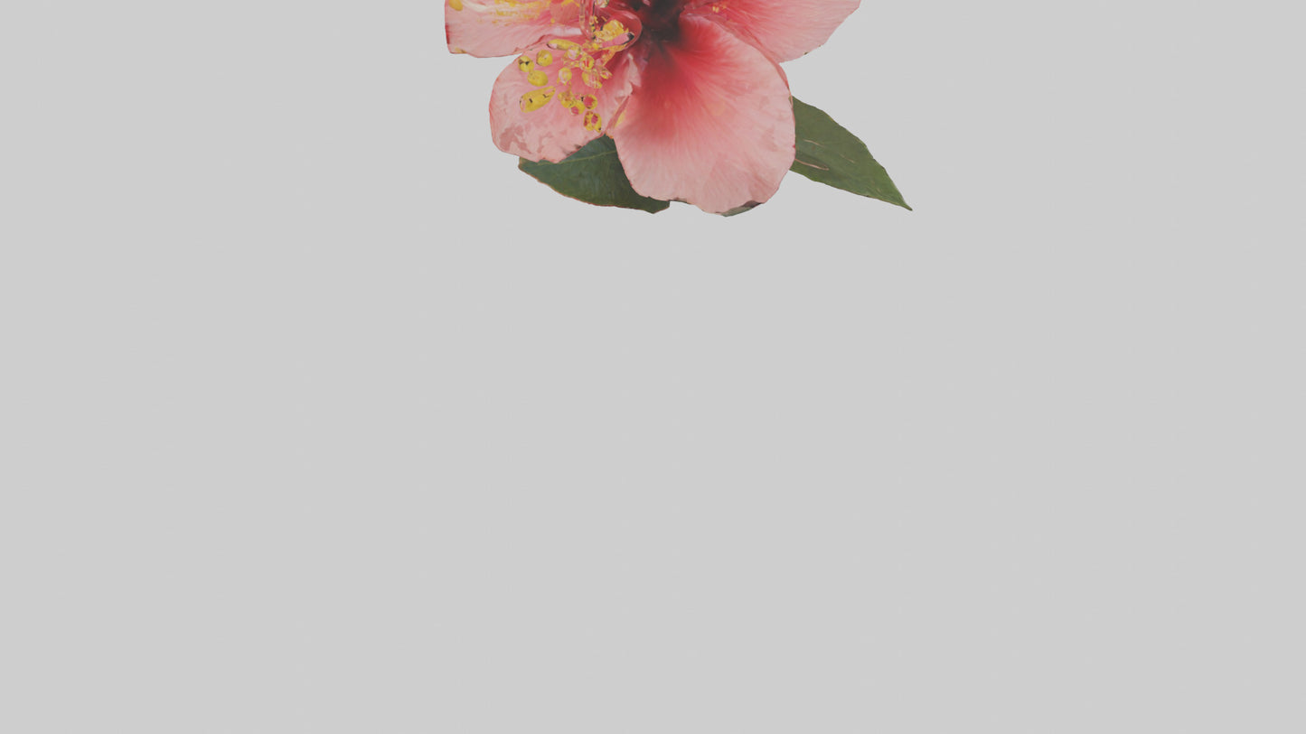 3D model Hibiscus model VR / AR / low-poly