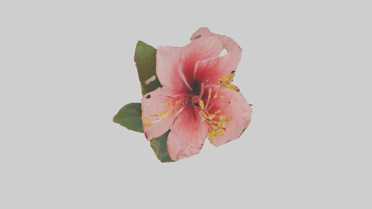 3D model Hibiscus model VR / AR / low-poly