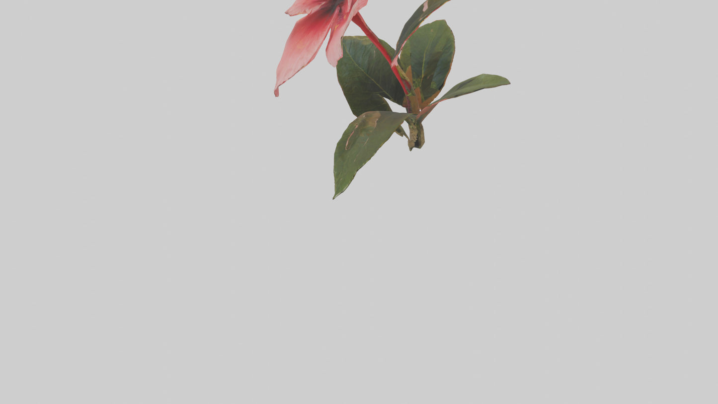 3D model Hibiscus model VR / AR / low-poly