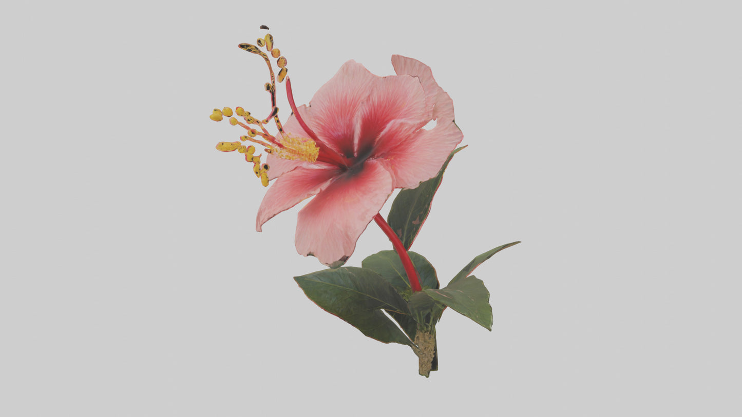 3D model Hibiscus model VR / AR / low-poly