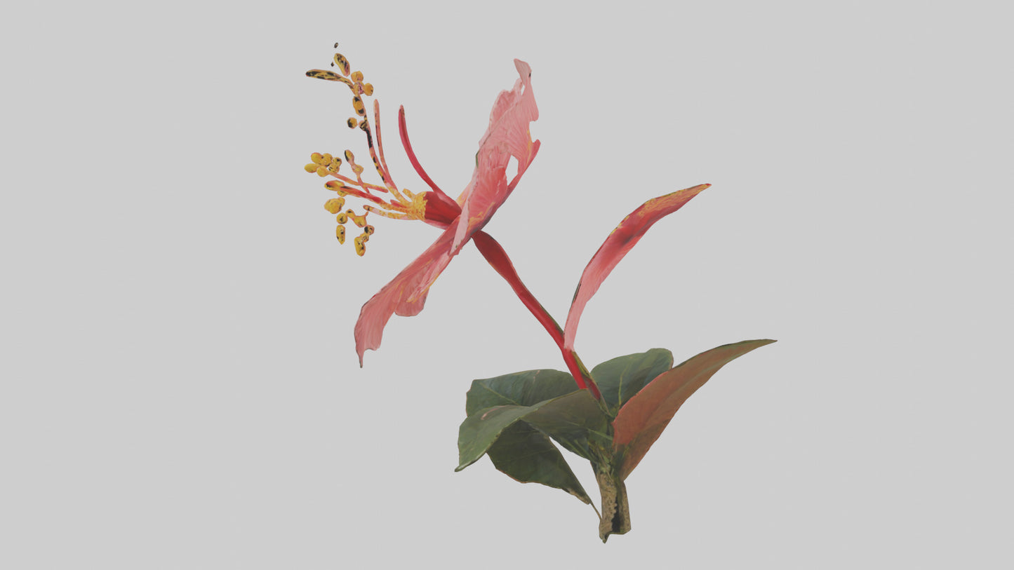 3D model Hibiscus model VR / AR / low-poly