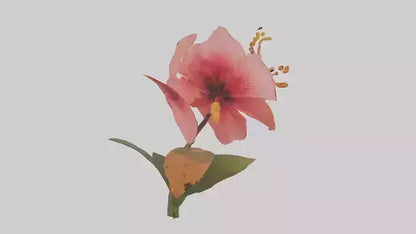 3D model Hibiscus model VR / AR / low-poly