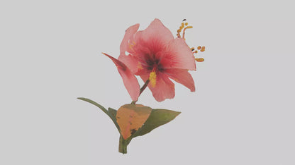 3D model Hibiscus model VR / AR / low-poly