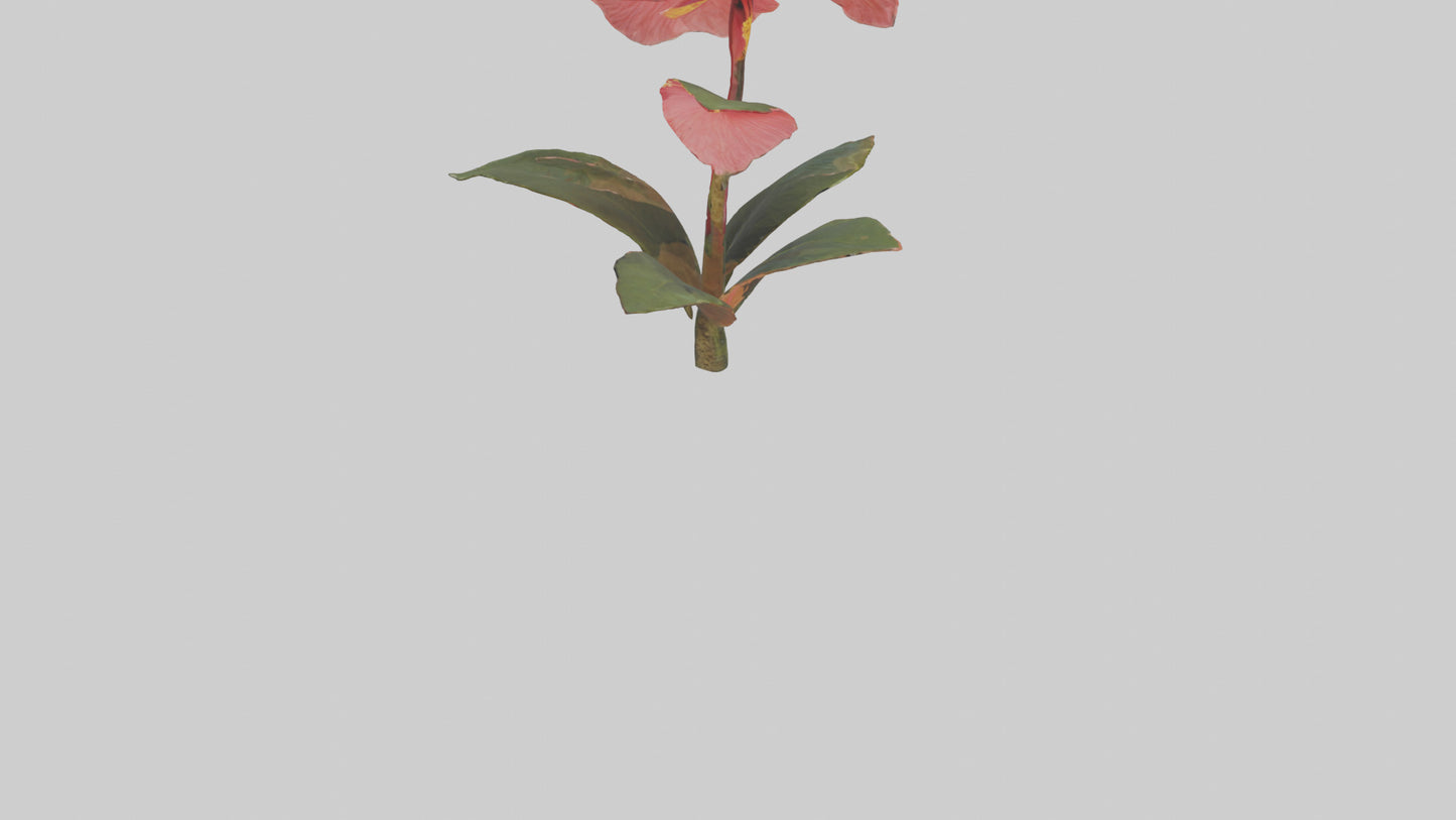 3D model Hibiscus model VR / AR / low-poly