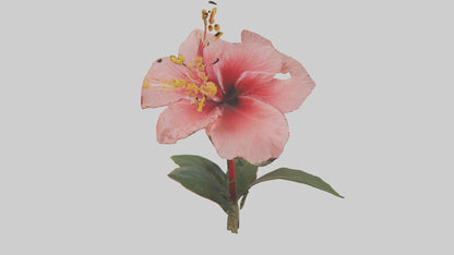 3D model Hibiscus model VR / AR / low-poly