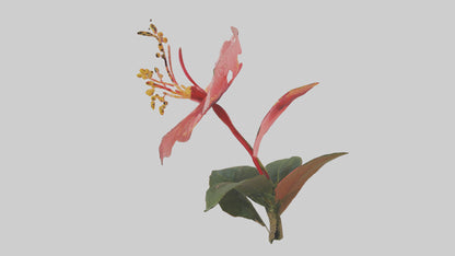 3D model Hibiscus model VR / AR / low-poly