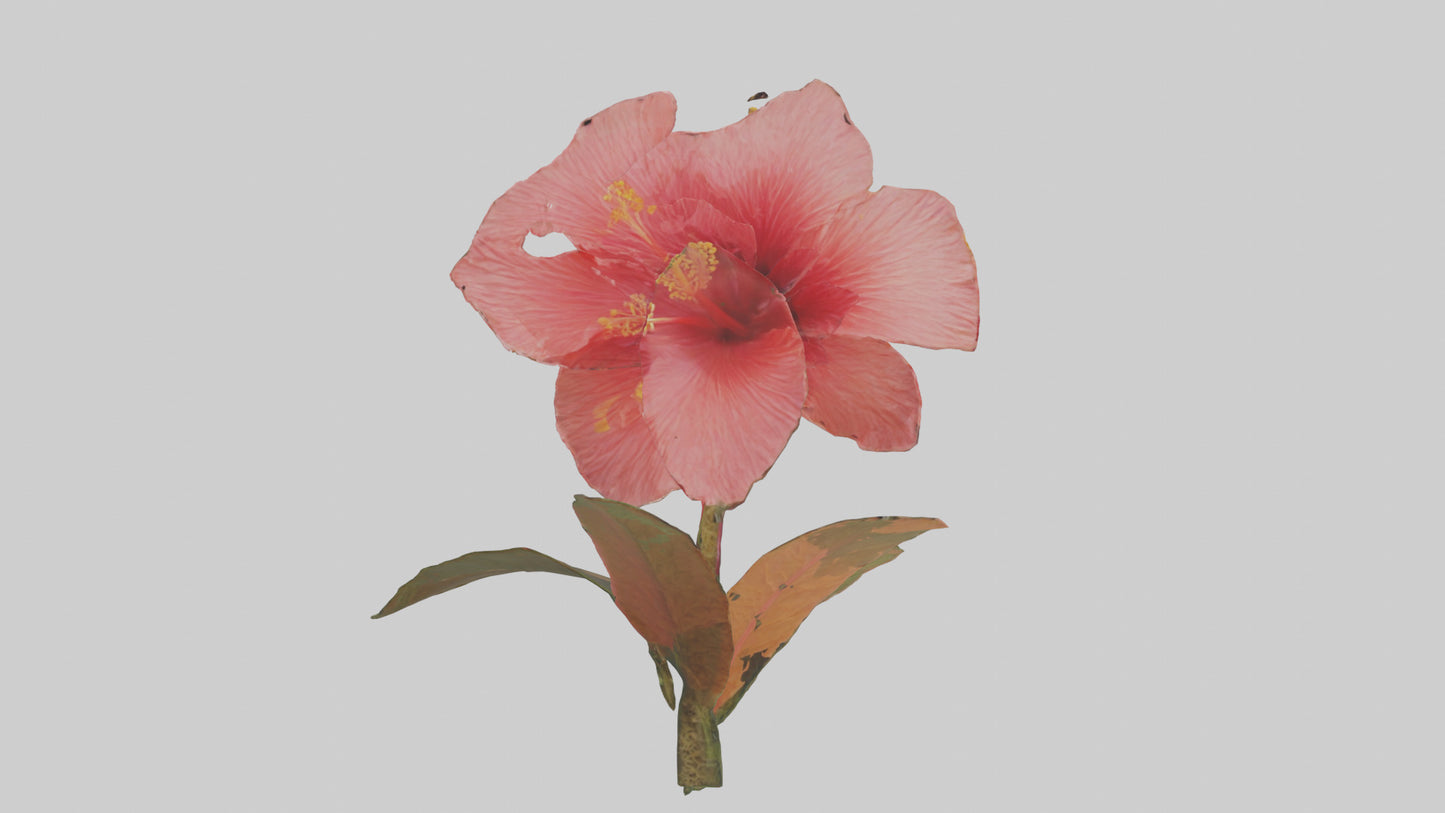 3D model Hibiscus model VR / AR / low-poly