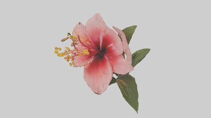 3D model Hibiscus model VR / AR / low-poly