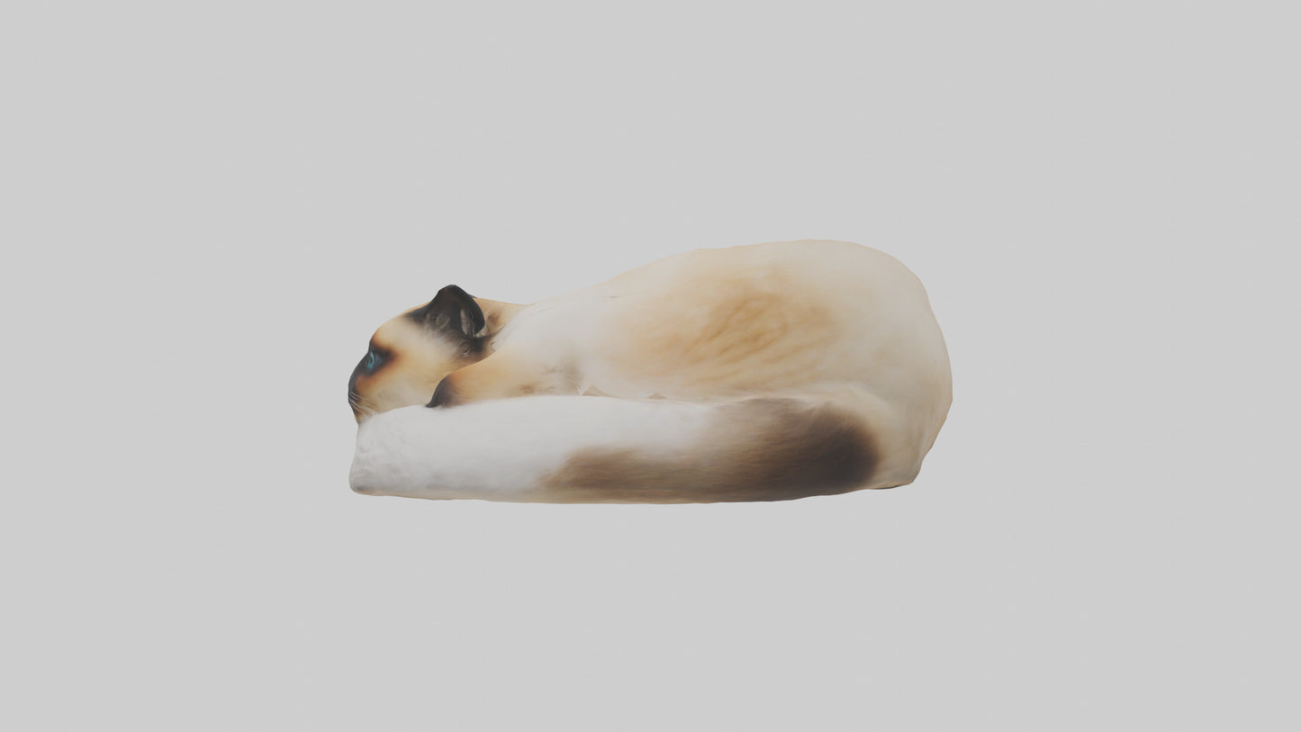 Himalayan Cat resting model VR / AR / low-poly