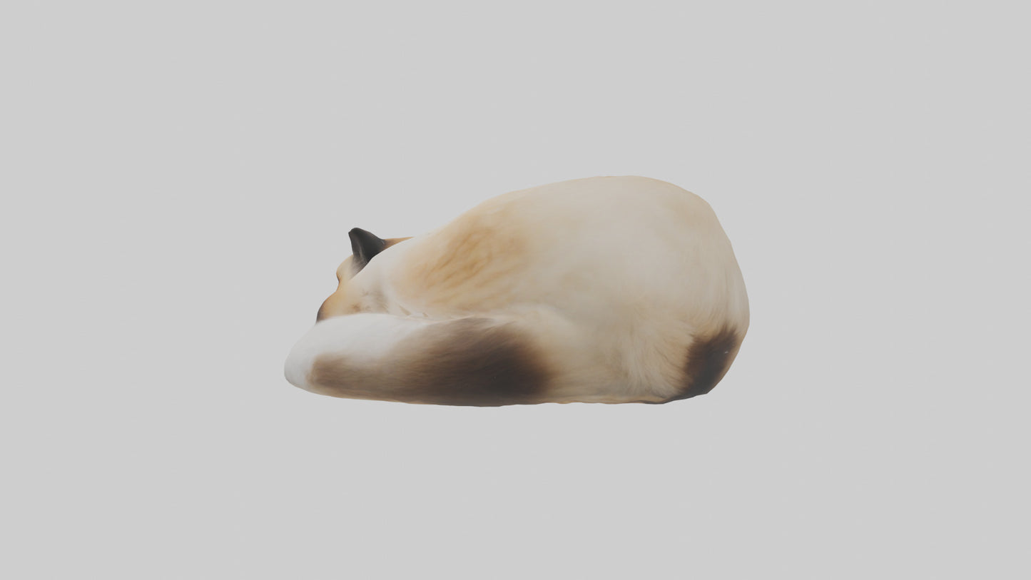 Himalayan Cat resting model VR / AR / low-poly