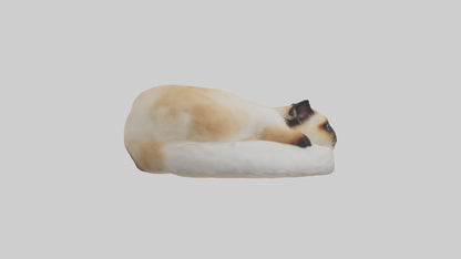 Himalayan Cat resting model VR / AR / low-poly