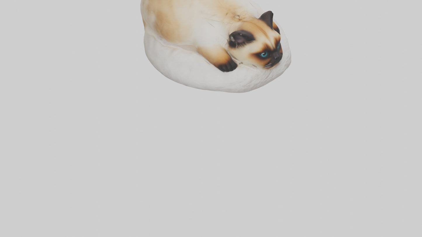 Himalayan Cat resting model VR / AR / low-poly