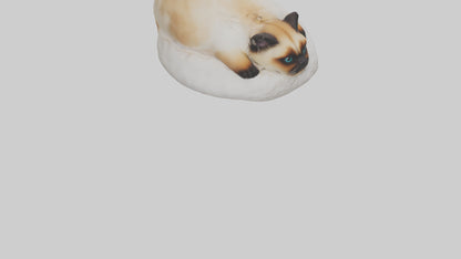 Himalayan Cat resting model VR / AR / low-poly