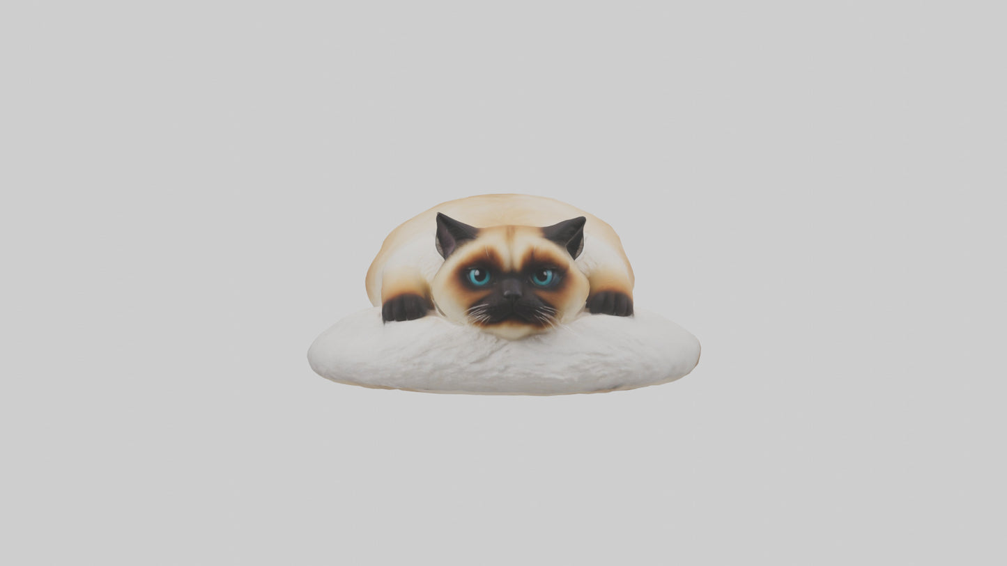Himalayan Cat resting model VR / AR / low-poly
