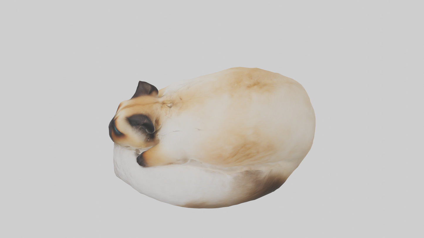 Himalayan Cat resting model VR / AR / low-poly