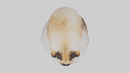 Himalayan Cat resting model VR / AR / low-poly