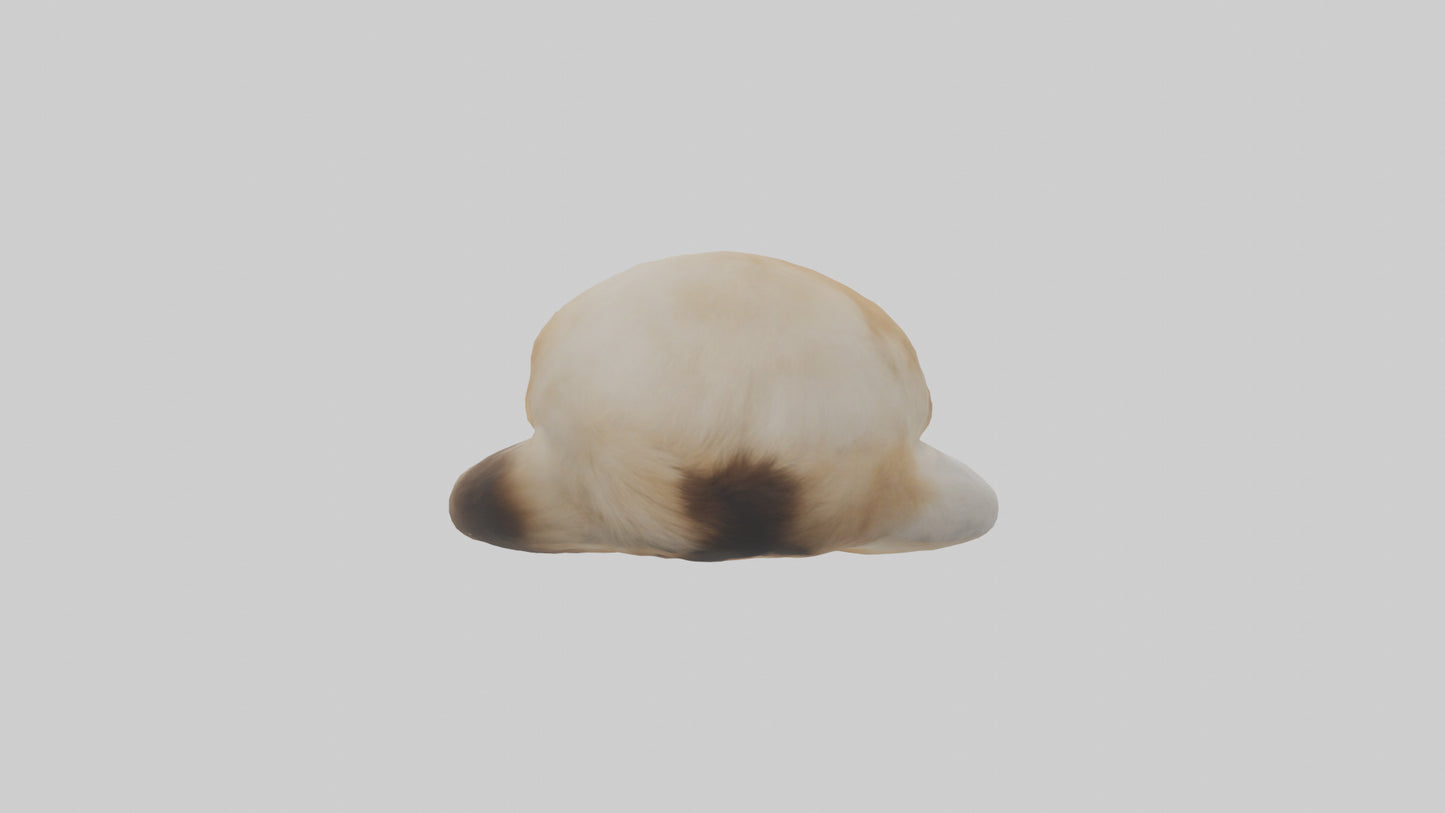 Himalayan Cat resting model VR / AR / low-poly