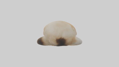 Himalayan Cat resting model VR / AR / low-poly