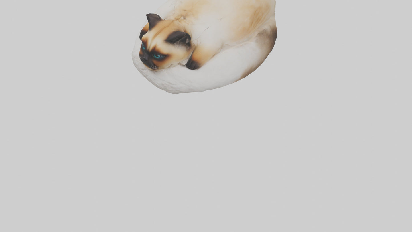 Himalayan Cat resting model VR / AR / low-poly
