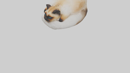 Himalayan Cat resting model VR / AR / low-poly