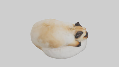 Himalayan Cat resting model VR / AR / low-poly