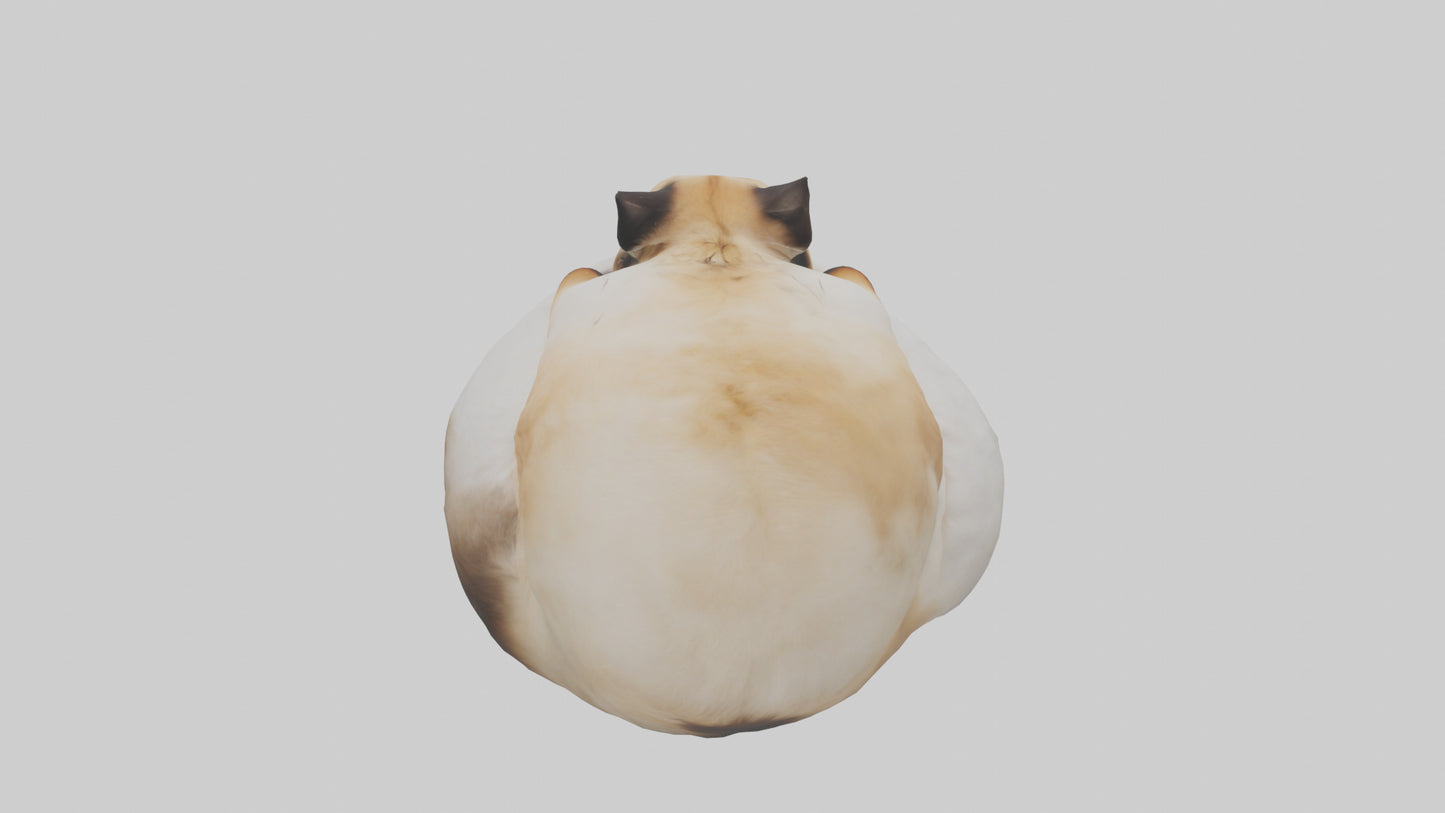 Himalayan Cat resting model VR / AR / low-poly