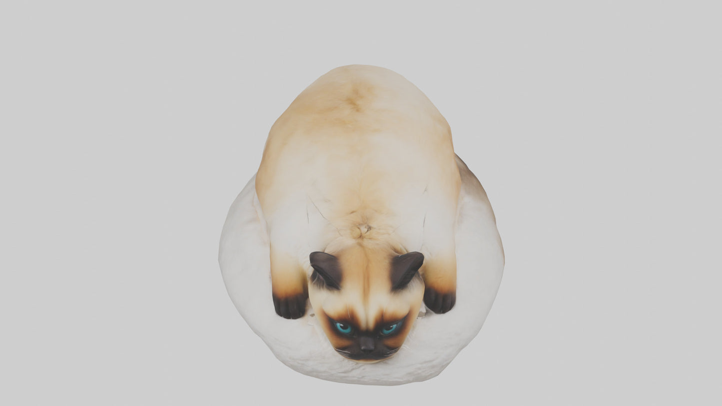 Himalayan Cat resting model VR / AR / low-poly