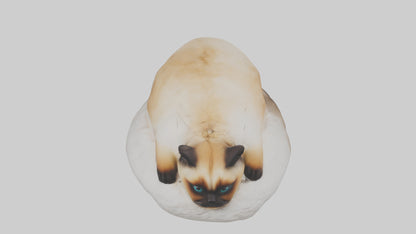 Himalayan Cat resting model VR / AR / low-poly