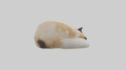 Himalayan Cat resting model VR / AR / low-poly