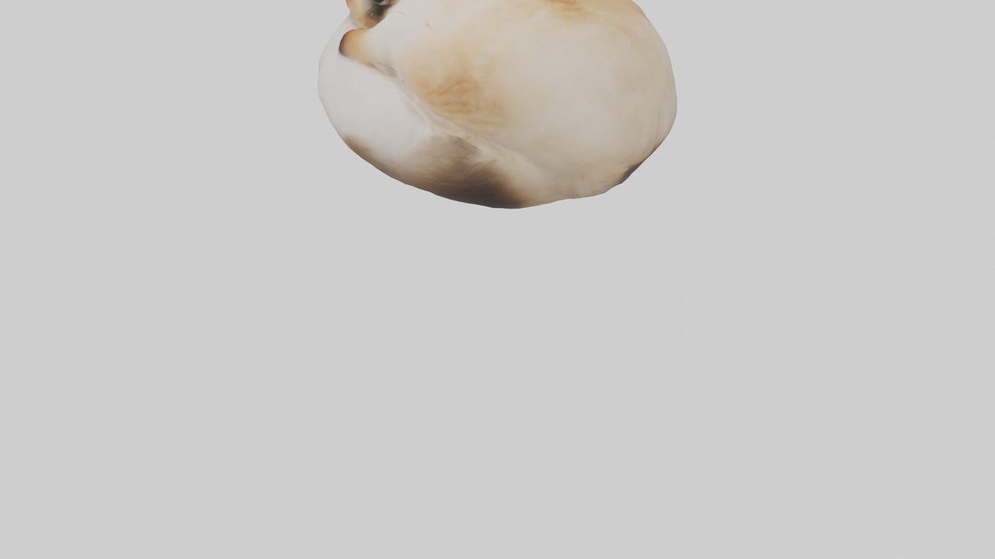 Himalayan Cat resting model VR / AR / low-poly