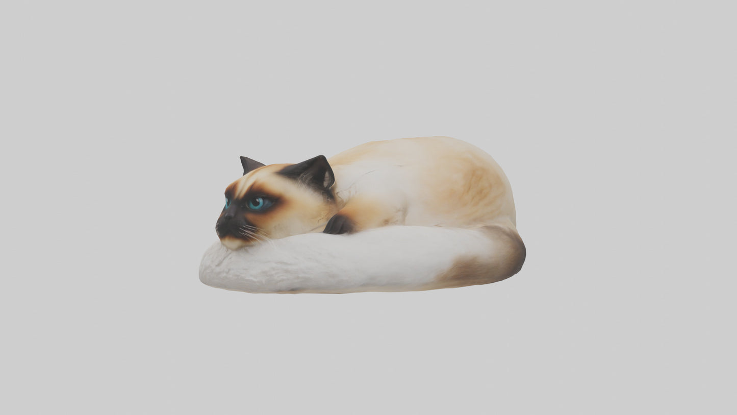 Himalayan Cat resting model VR / AR / low-poly