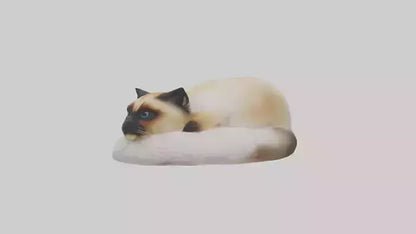 Himalayan Cat resting model VR / AR / low-poly