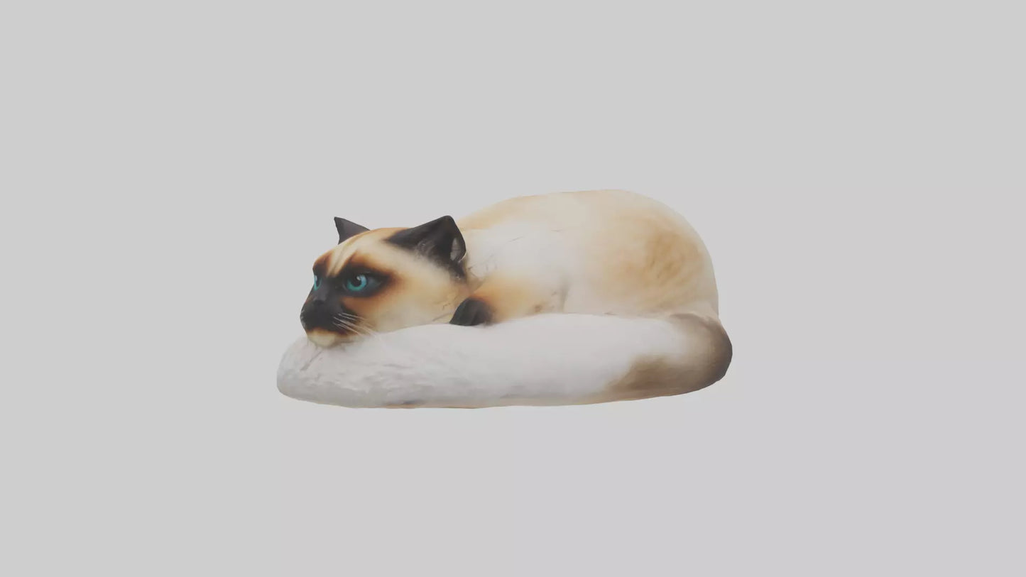 Himalayan Cat resting model VR / AR / low-poly