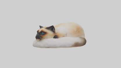 Himalayan Cat resting model VR / AR / low-poly
