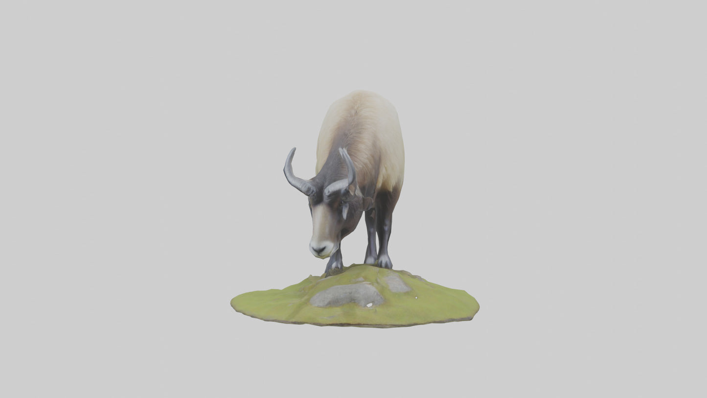 3D model Himalayan Tahr grazing model VR / AR / low-poly