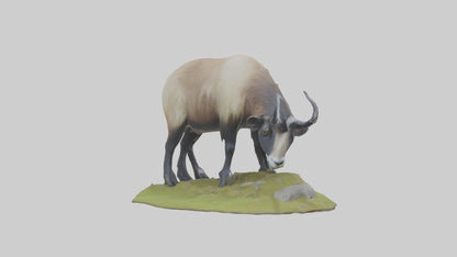 3D model Himalayan Tahr grazing model VR / AR / low-poly