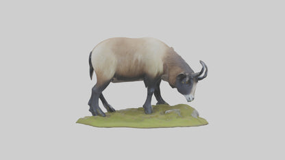 3D model Himalayan Tahr grazing model VR / AR / low-poly