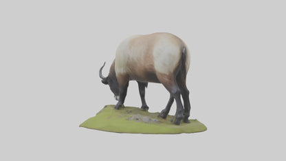 3D model Himalayan Tahr grazing model VR / AR / low-poly