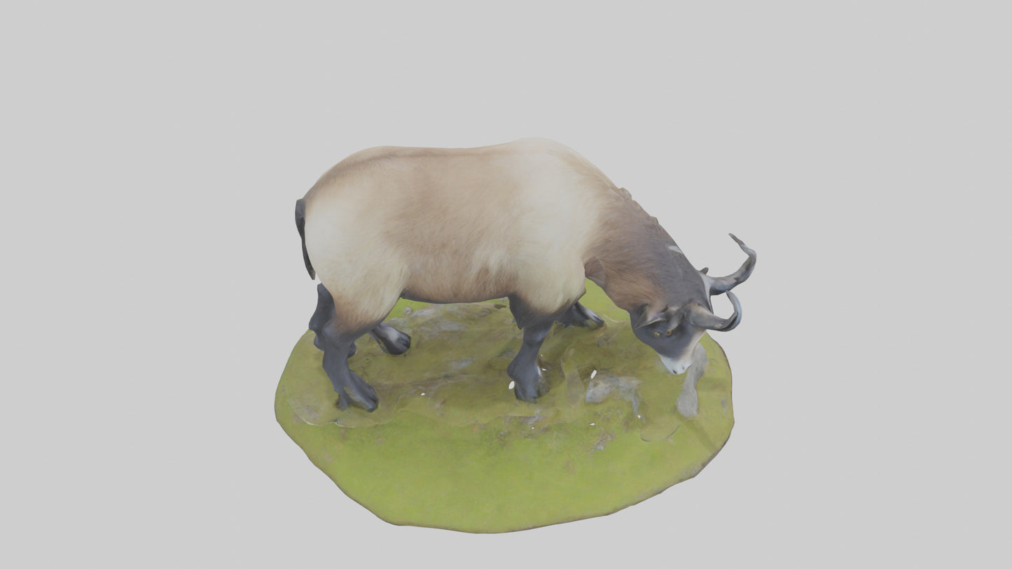 3D model Himalayan Tahr grazing model VR / AR / low-poly