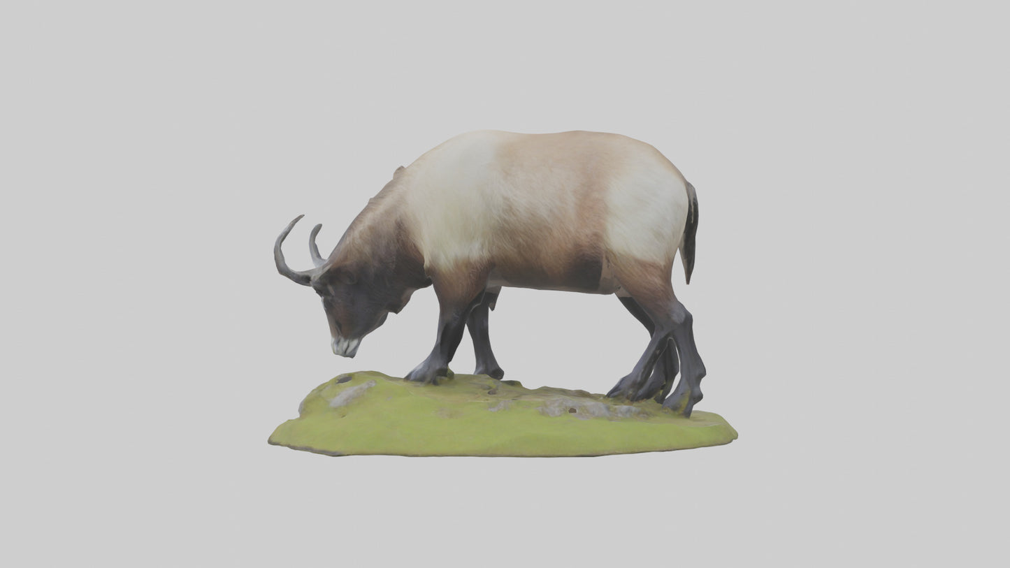 3D model Himalayan Tahr grazing model VR / AR / low-poly
