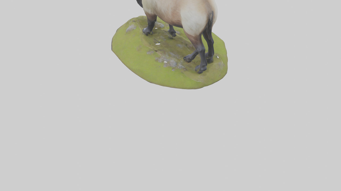 3D model Himalayan Tahr grazing model VR / AR / low-poly
