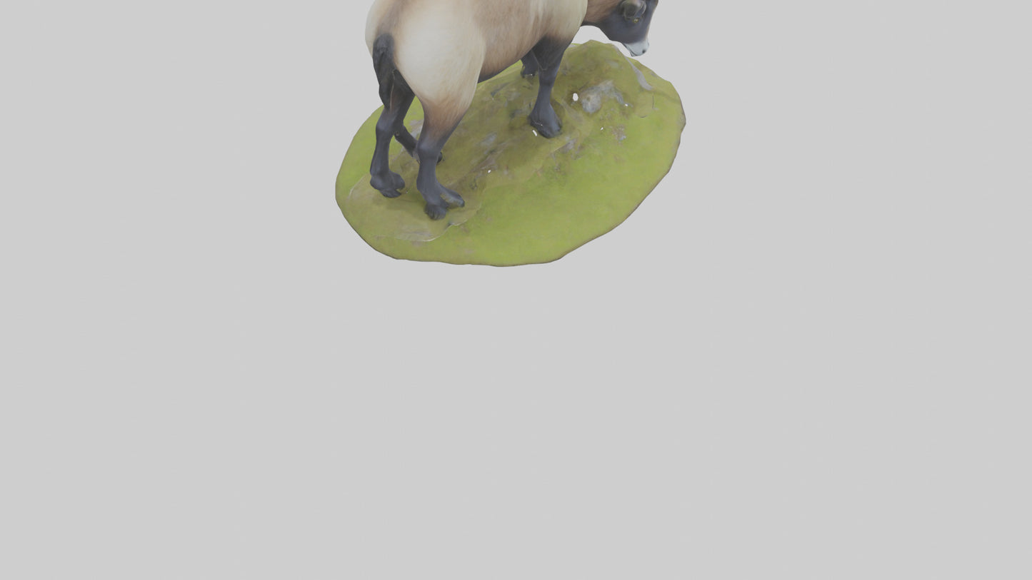 3D model Himalayan Tahr grazing model VR / AR / low-poly