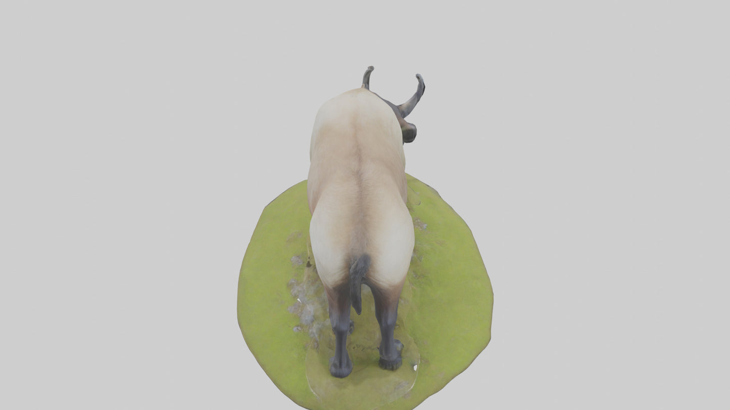 3D model Himalayan Tahr grazing model VR / AR / low-poly
