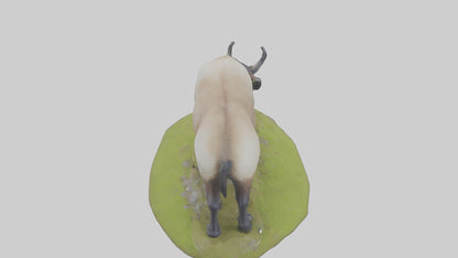 3D model Himalayan Tahr grazing model VR / AR / low-poly