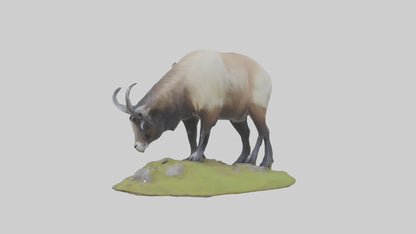 3D model Himalayan Tahr grazing model VR / AR / low-poly