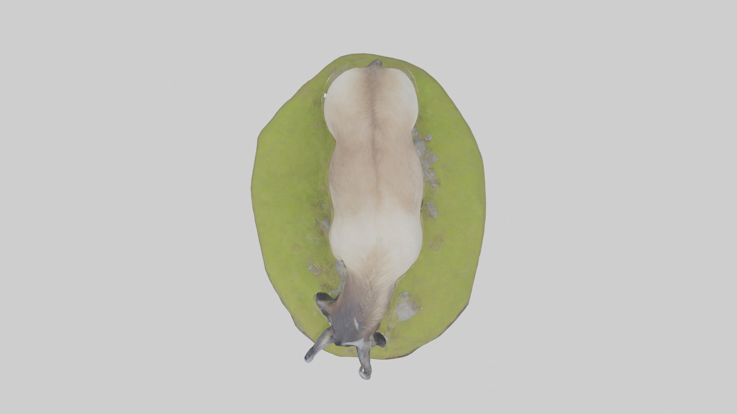 3D model Himalayan Tahr grazing model VR / AR / low-poly