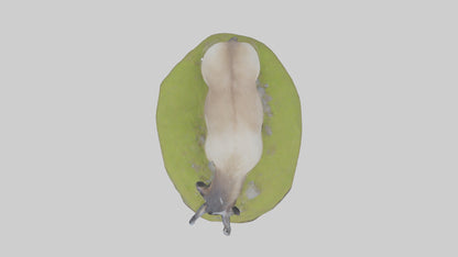 3D model Himalayan Tahr grazing model VR / AR / low-poly