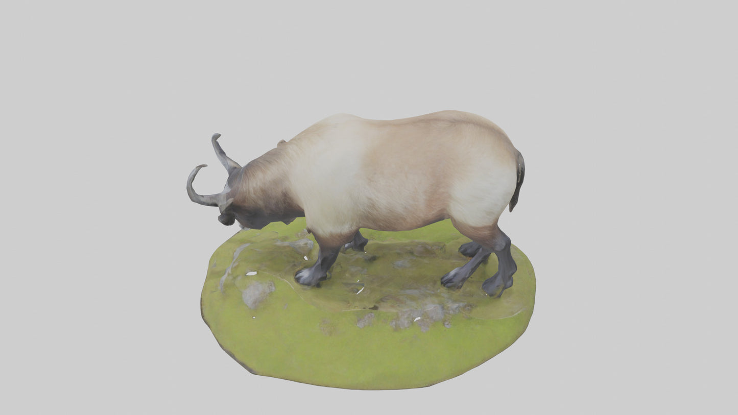 3D model Himalayan Tahr grazing model VR / AR / low-poly