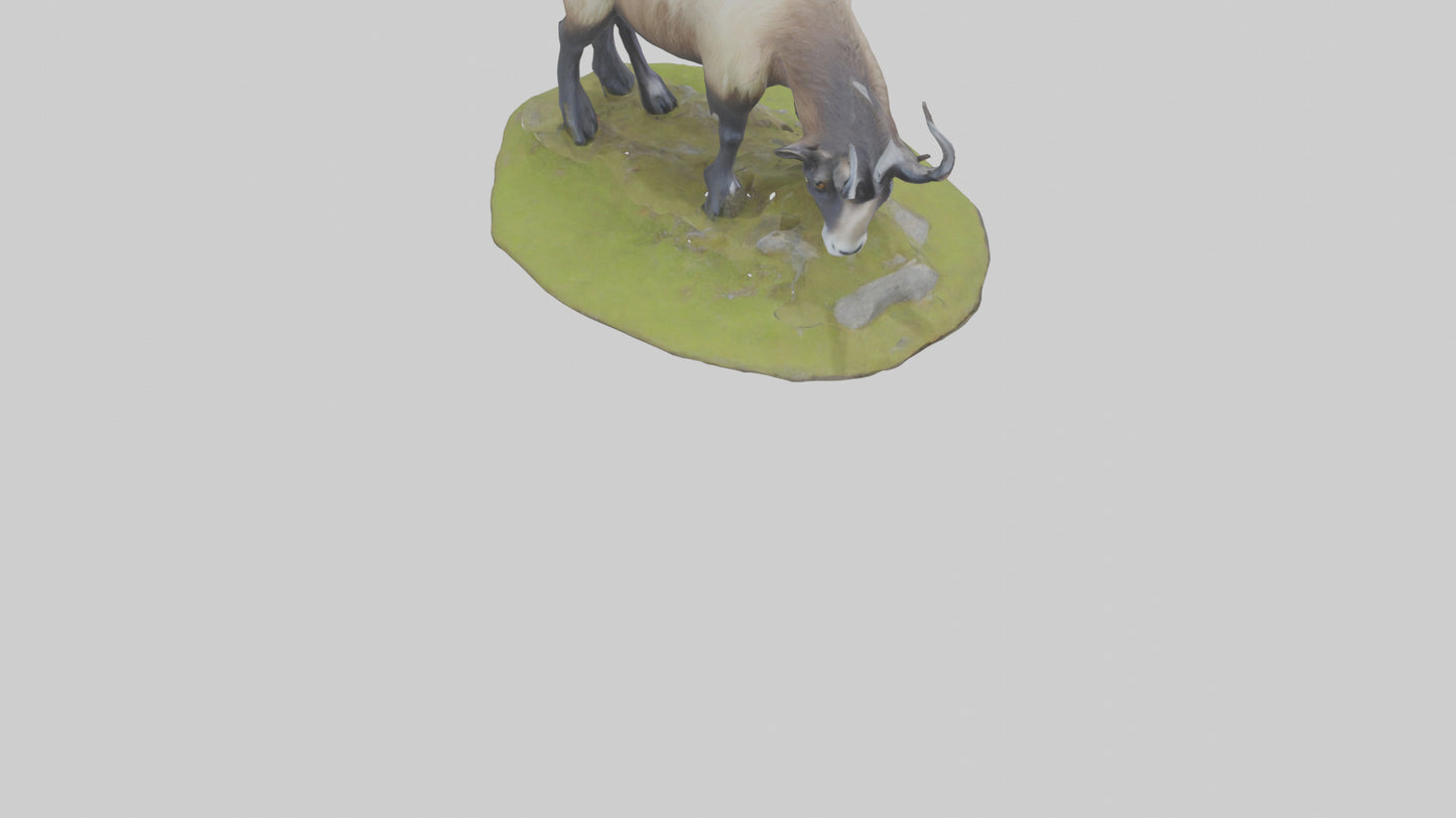 3D model Himalayan Tahr grazing model VR / AR / low-poly