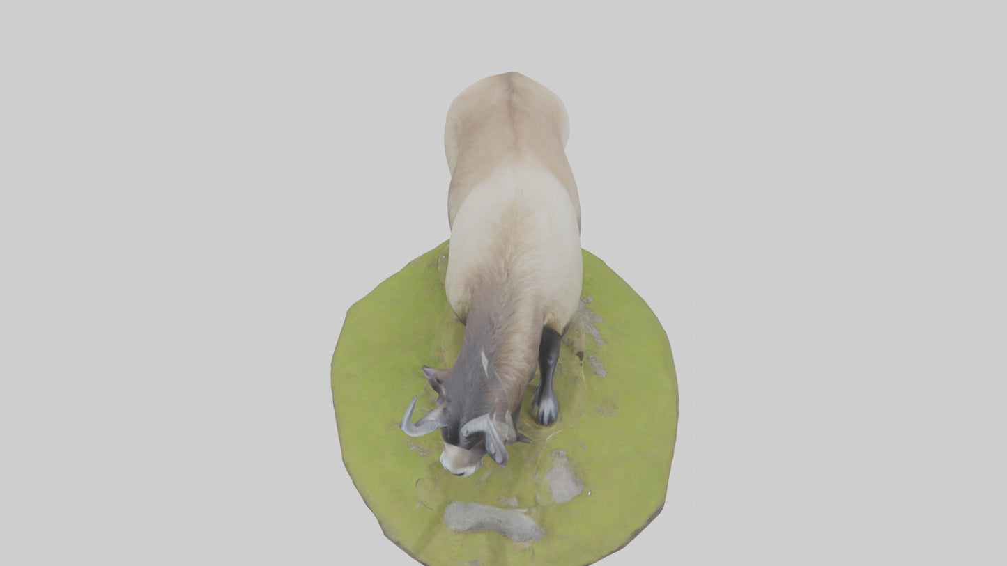 3D model Himalayan Tahr grazing model VR / AR / low-poly